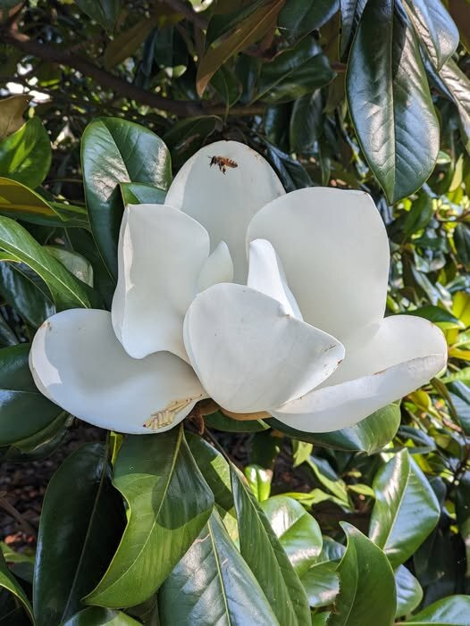 Friendly City Inn B&B主图