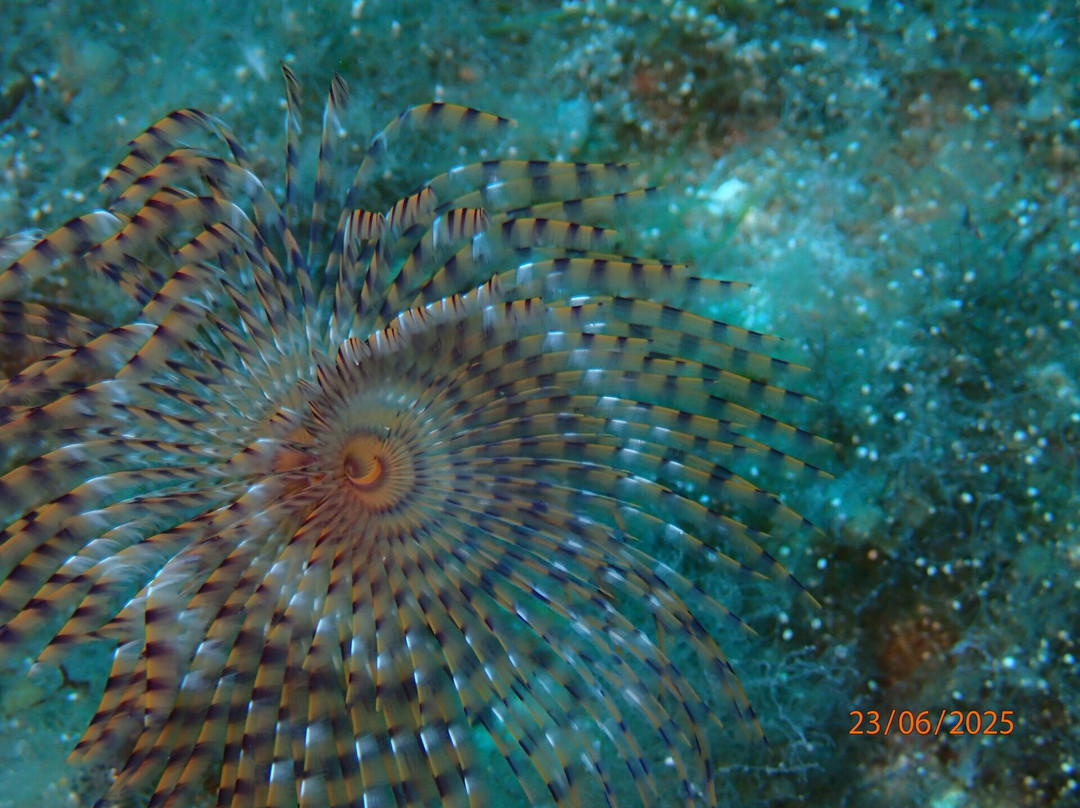 Utina Diving-Xlendi必去景点