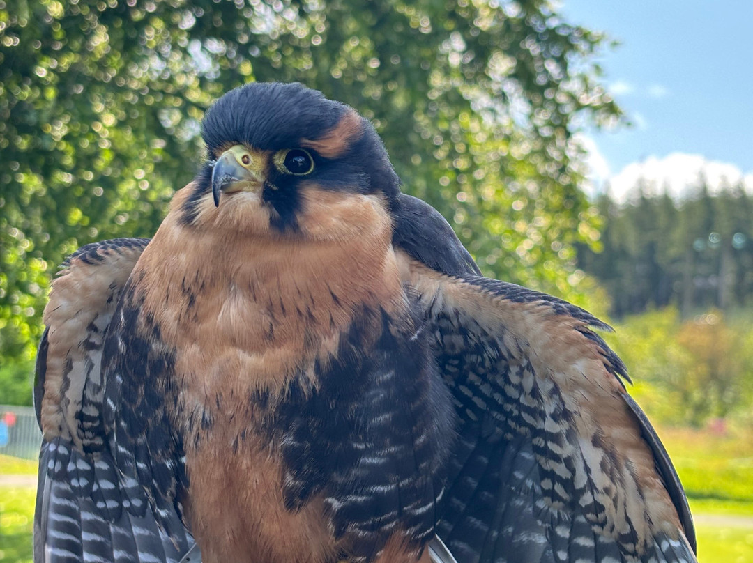 Carmarthenshire Falconry-喀麦登必去景点