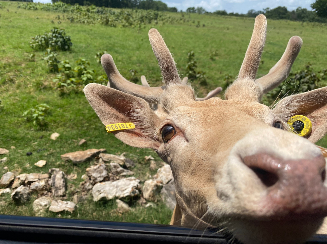 Eureka Springs Safari Park-Eagle Rock必去景点