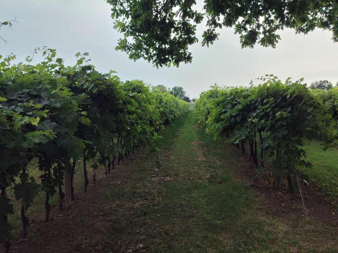 Azienda Agricola Bardi-Roncade必去景点