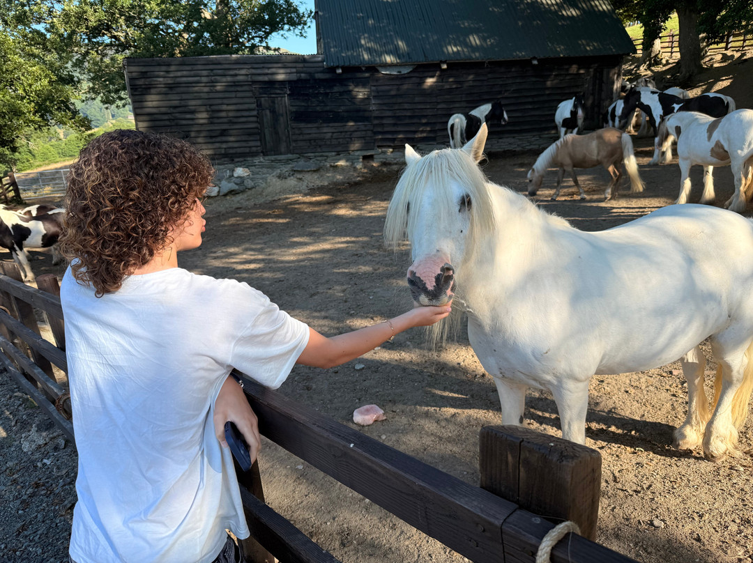 Pony Trekking by Lion Royal Hotel-Rhayader必去景点