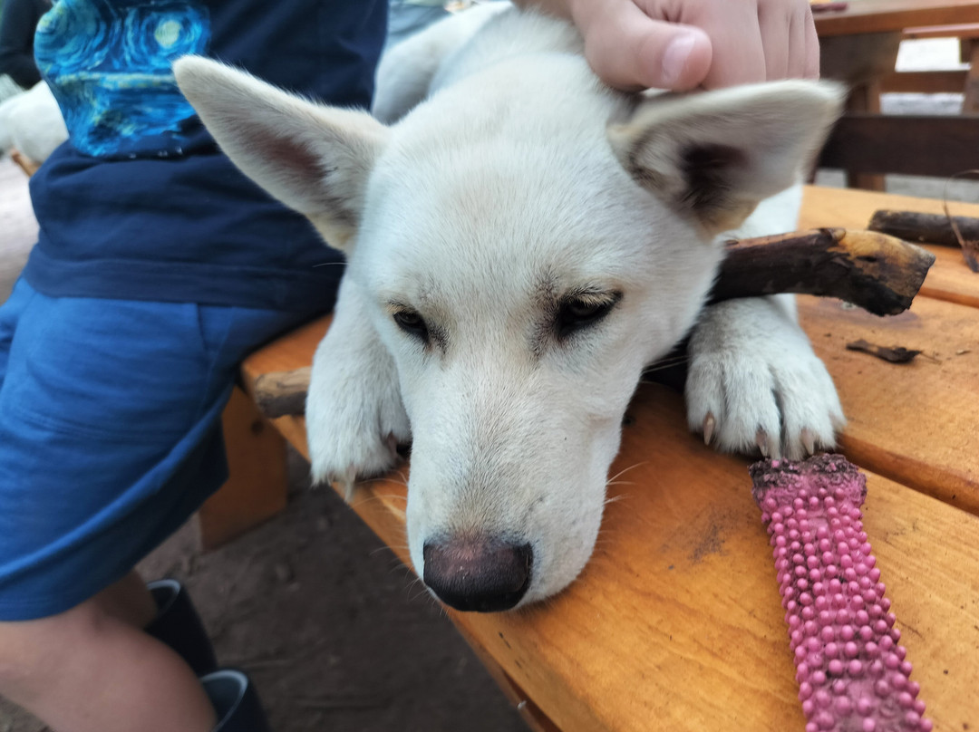 MIDOG - Michigan's Summer Sled Dog Center