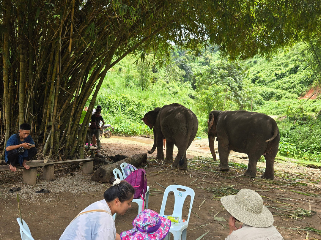 Elephant Peace Project-清莱必去景点