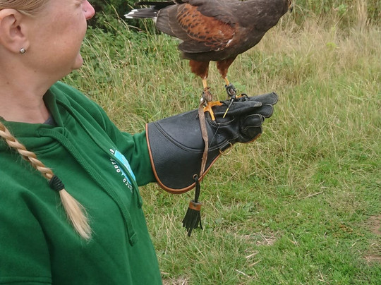 Hawkwise Falconry-Swepstone必去景点