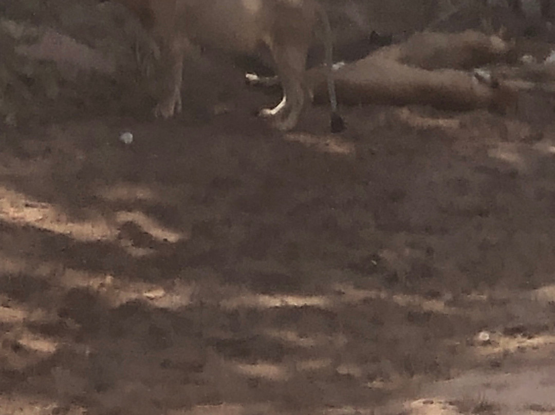 Nesa Africa Safaris Limited-Dar es Salaam必去景点