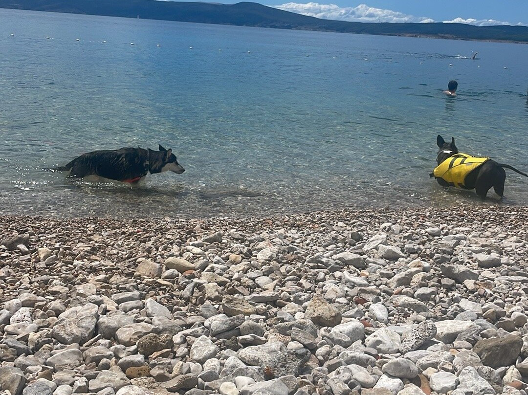 Monty's Dog Beach and Bar-斯利维尼萨必去景点