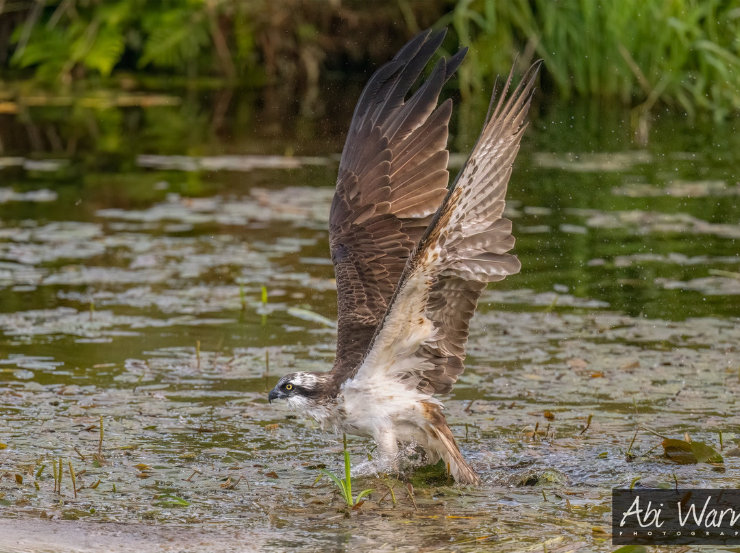 Trossachs Osprey Hide-卡兰德必去景点