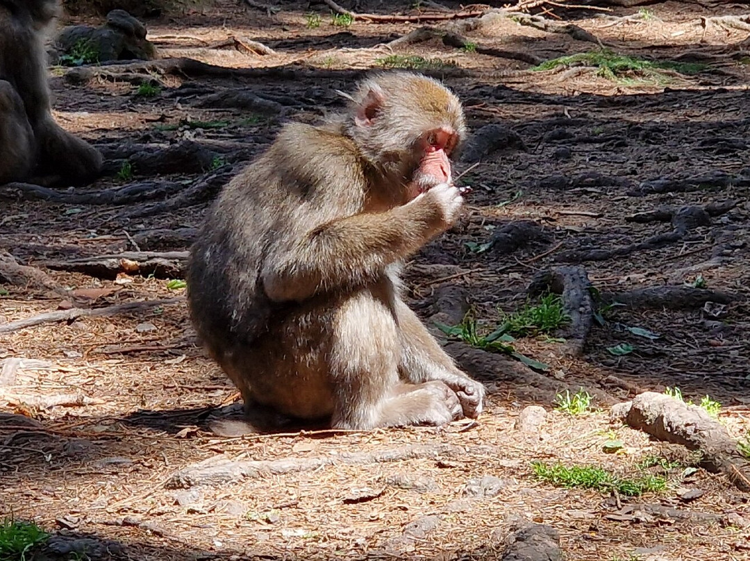 Abenteuer Affenberg tt.-Landskron必去景点