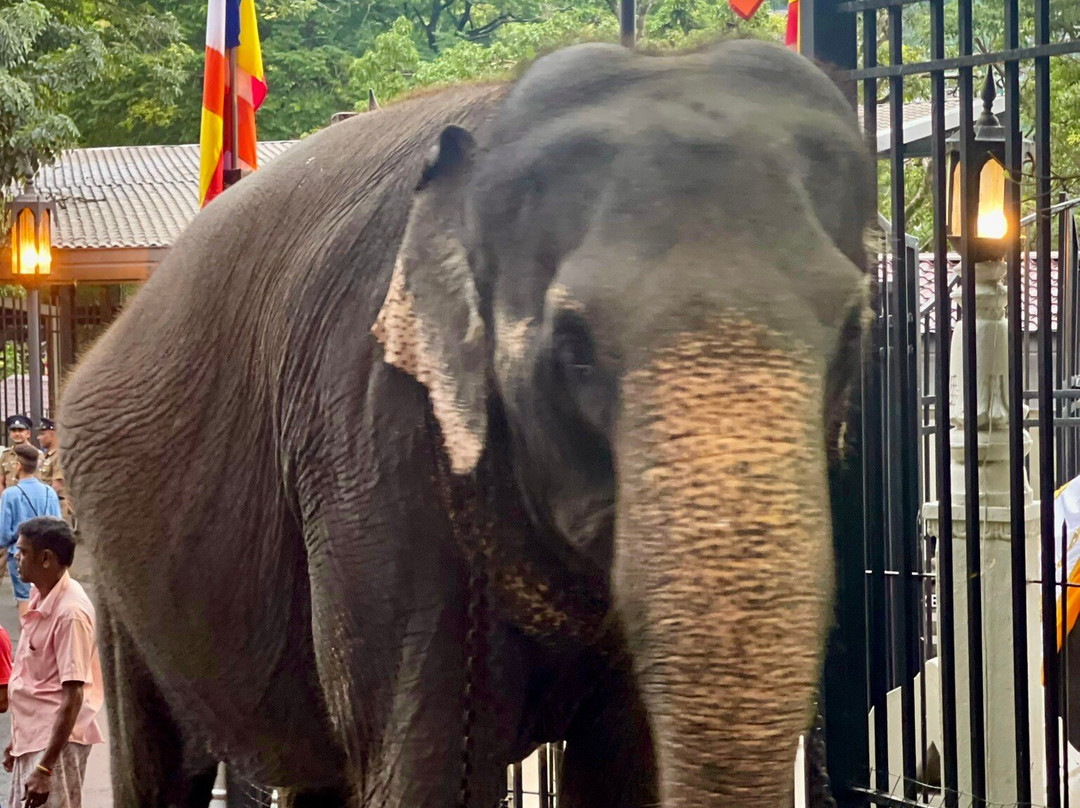 Esala Perahera Festival-康提必去景点