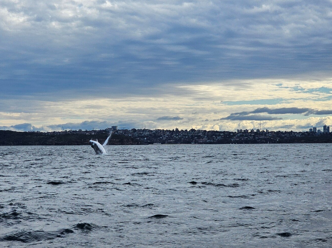 Go Whale Watching Sydney-悉尼必去景点
