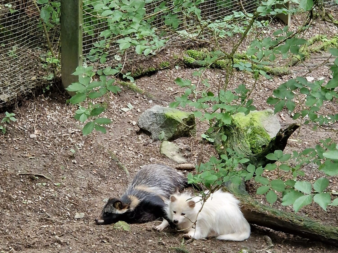Wild- und Freizeitpark Willingen-Willingen必去景点