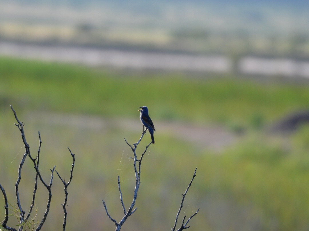 Bitter Lake National Wildlife Refuge-罗斯威尔必去景点