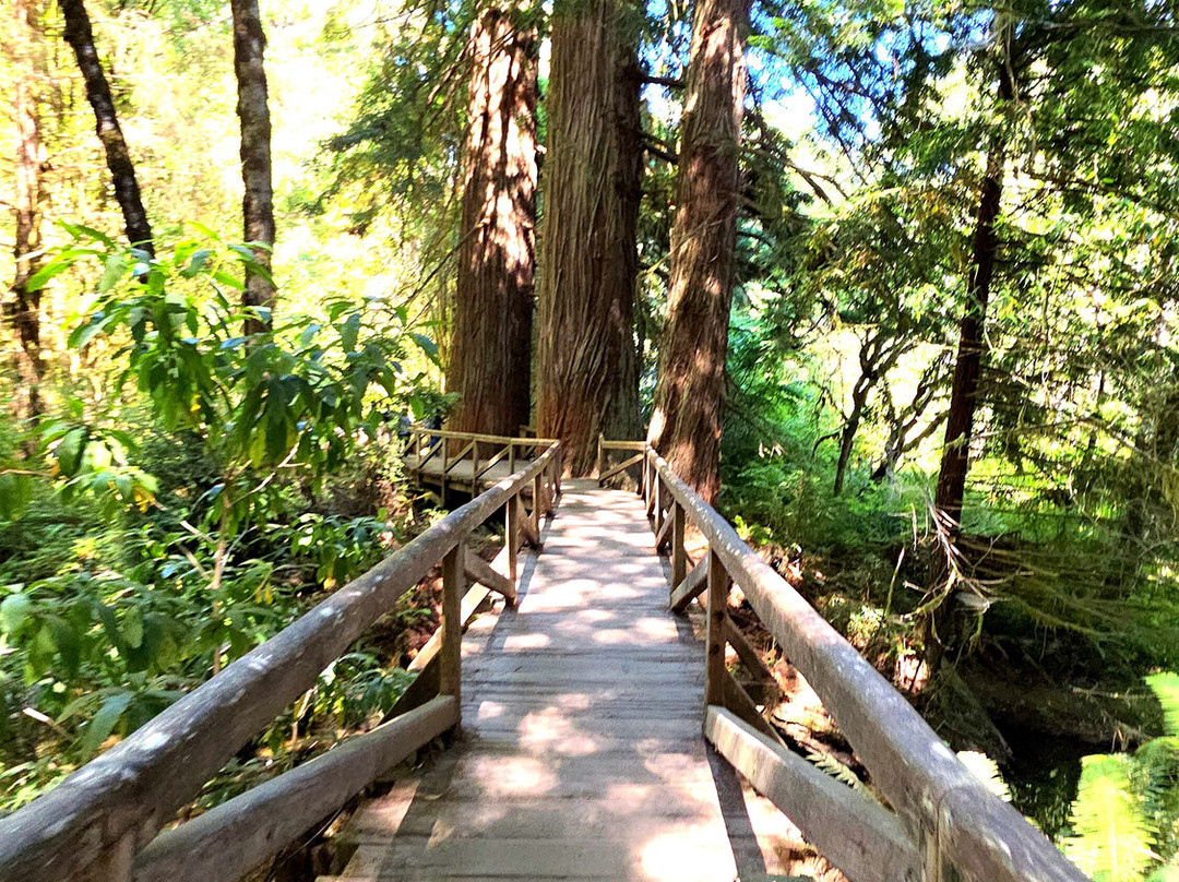 Shrine Drive-Through Tree-Myers Flat必去景点