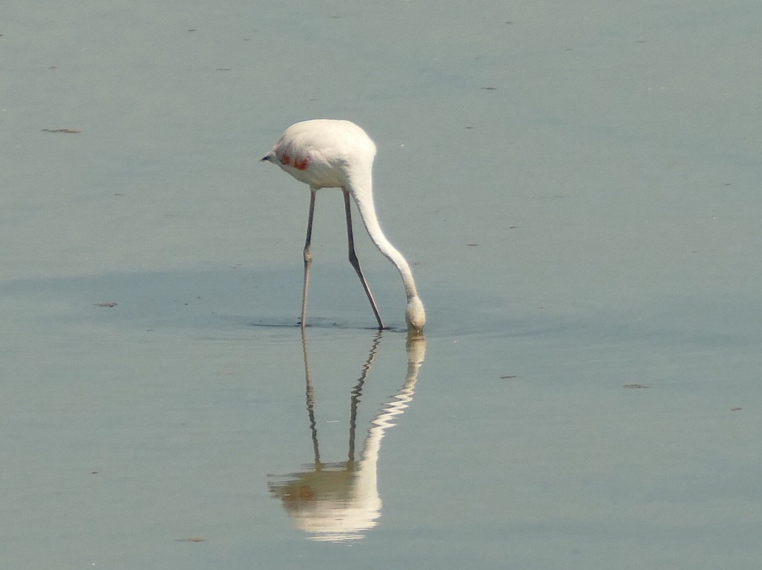 Riserva Valle Canal Novo-Marano Lagunare必去景点