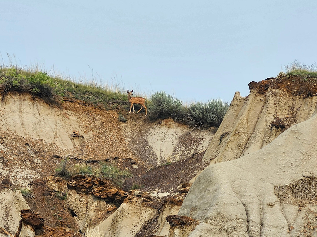 省立恐龙公园-艾伯塔必去景点