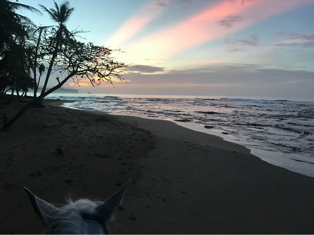 Caribe Horse Riding Club-Cocles必去景点