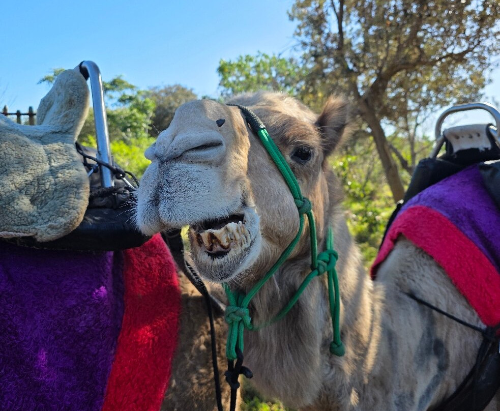 Camelot Camels & Noosa Camel Rides-Noosa North Shore必去景点