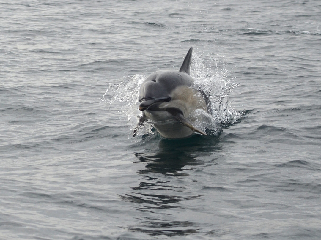 Lady Anne Wildlife Cruises-Grimsay必去景点