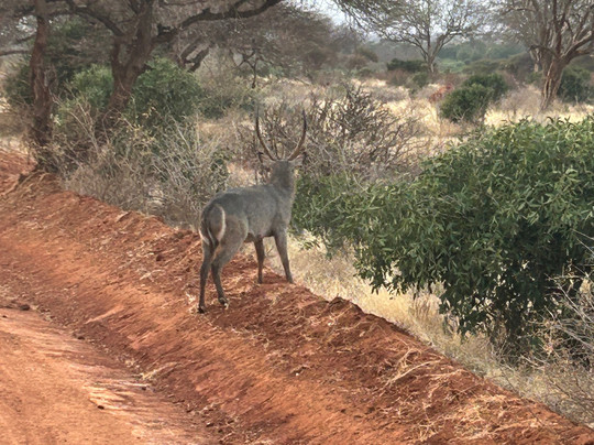 Madu Safari Kenya-瓦塔木必去景点