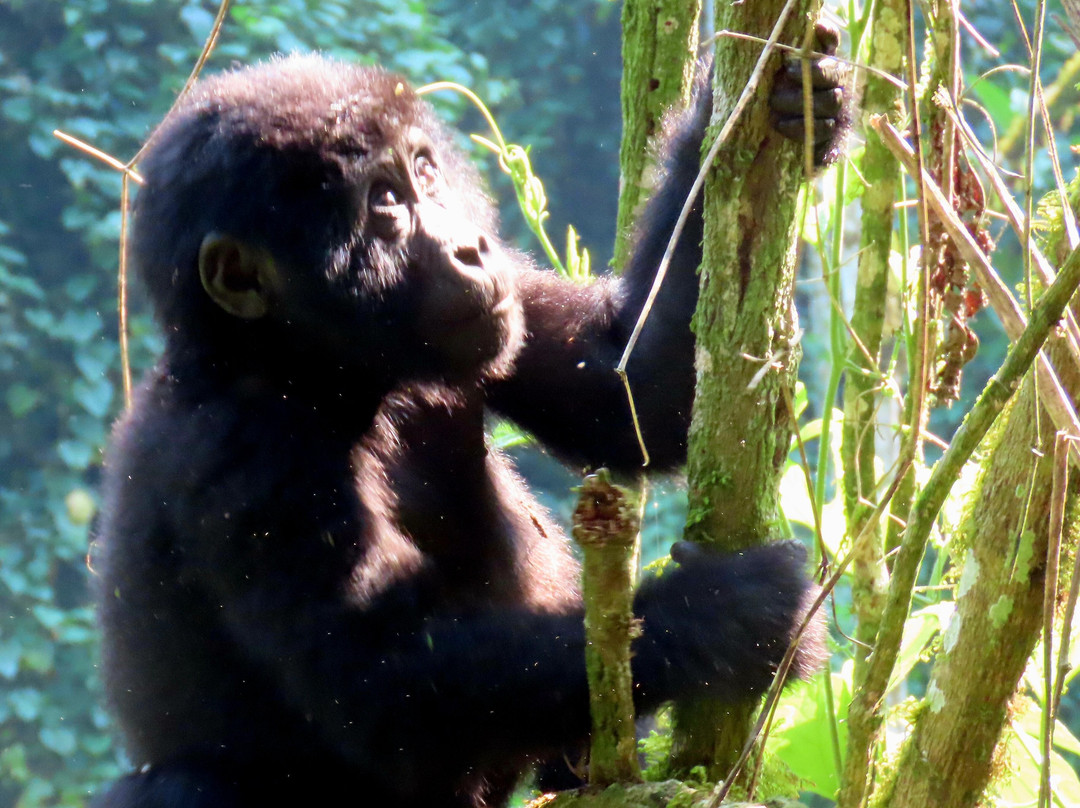 Bamboo Ecotours-坎帕拉必去景点