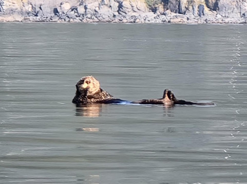 Kayak Kodiak LLC-Kodiak必去景点