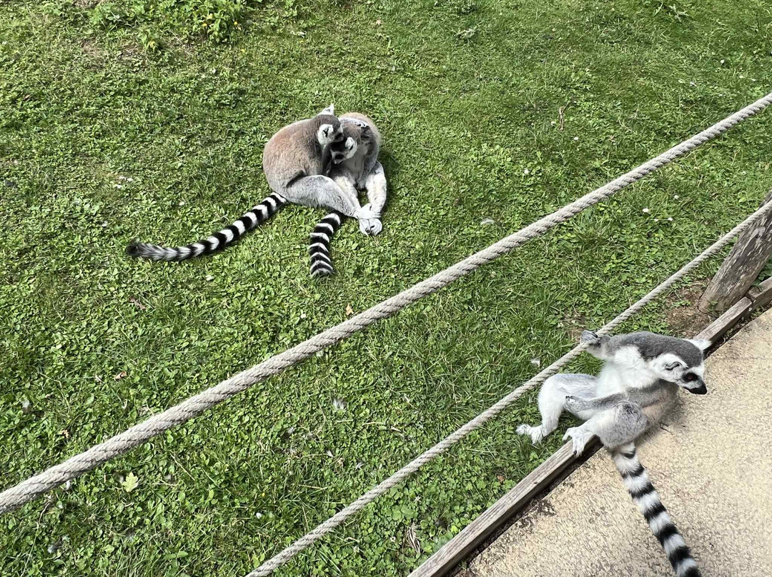 Zoo De Thoiry-Thoiry必去景点