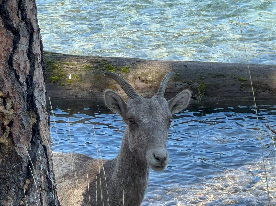 Wild Horse Island State Park-卡利斯佩尔必去景点