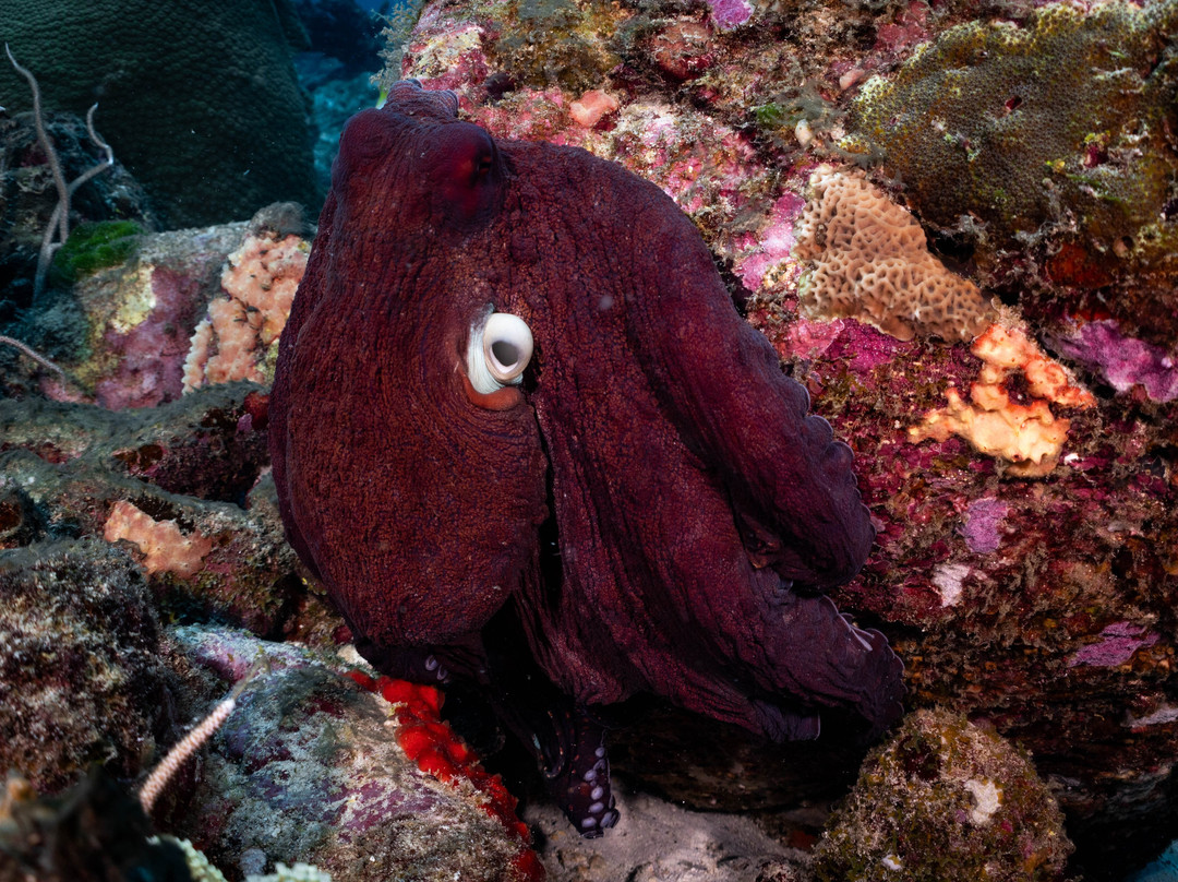 Amity Diving Club-Khuekkhak必去景点