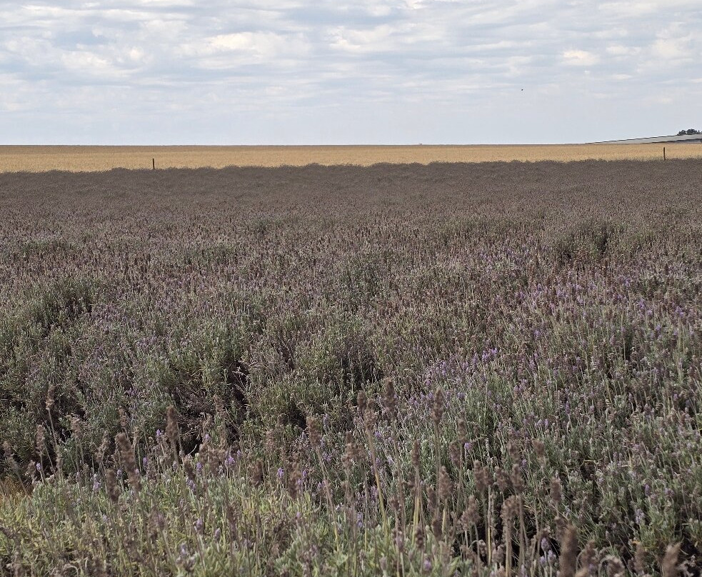 Macena Flores-Holambra必去景点