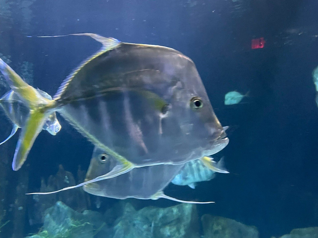 Virginia Aquarium & Marine Science Center-弗吉尼亚海滩必去景点