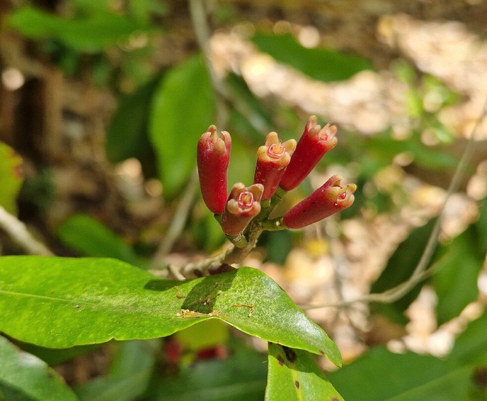 Zanzibar Taxis And Tours-桑给巴尔岛必去景点