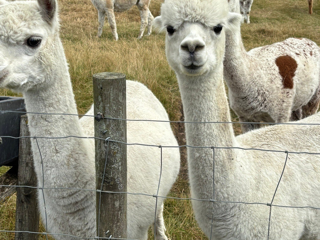 Teesdale Alpacas (Open by Appointment Only)-Barnard Castle必去景点