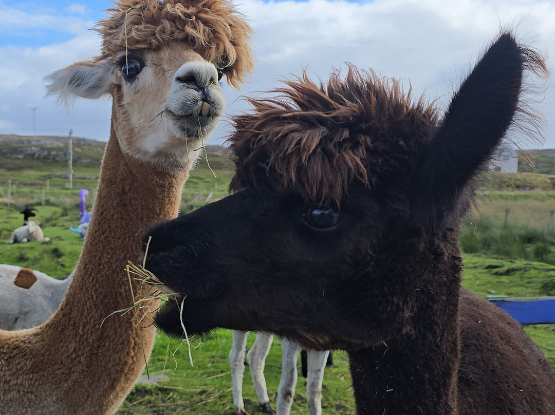 Callanish Alpacas-Callanish必去景点