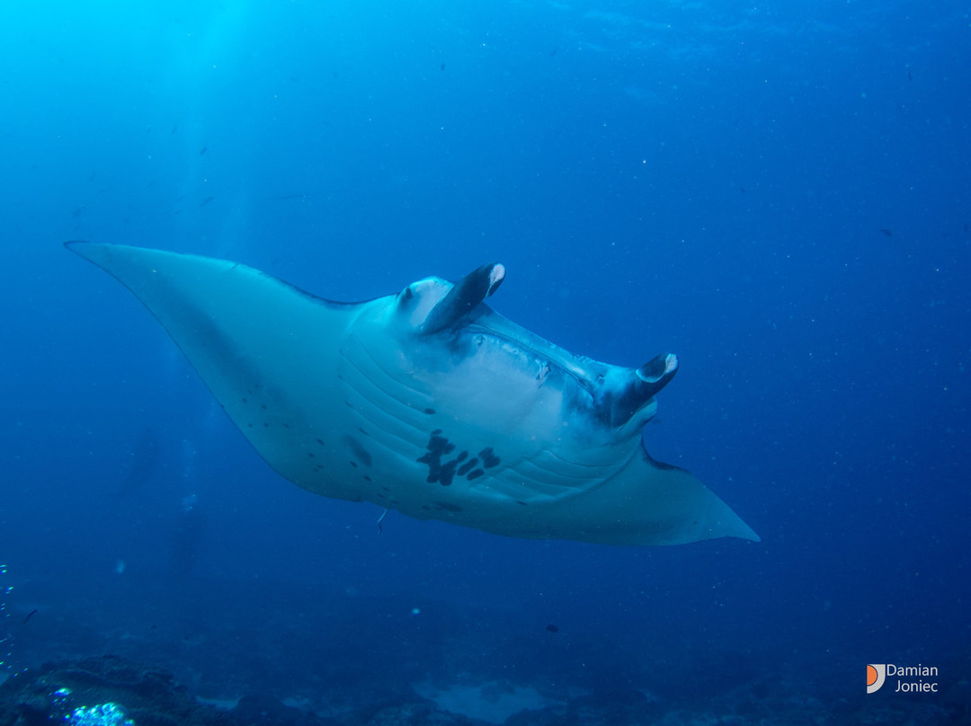 Purple Dive Penida-珀尼达岛必去景点