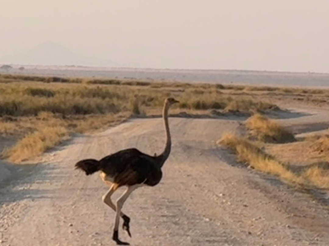 Unscripted safaris-内罗毕必去景点