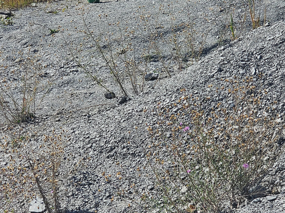 Penn Dixie Fossil Park & Nature Reserve-Blasdell必去景点