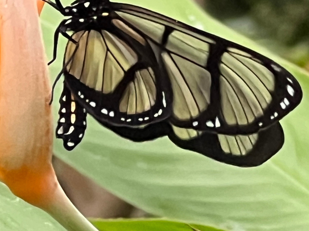 Vlindertuin Vlindorado-Waarland必去景点