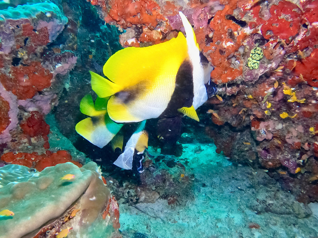 DivePoint Meedhupparu-蜜杜帕卢岛必去景点