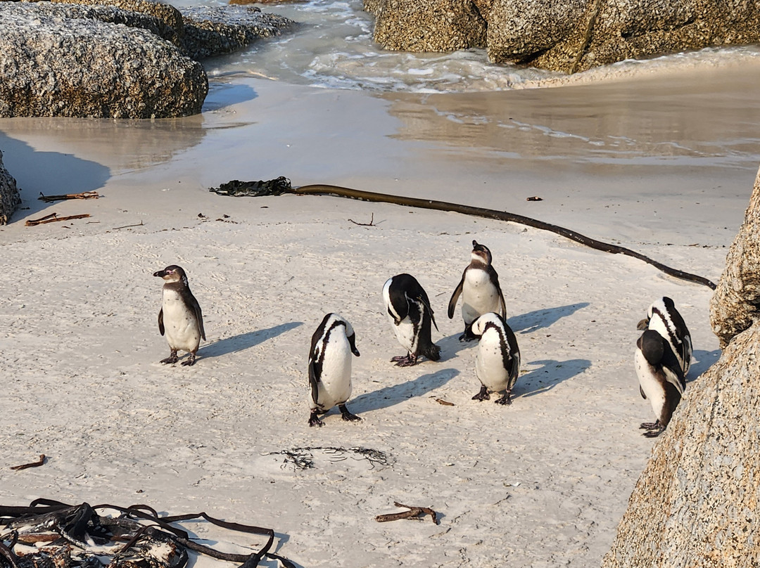 Bike and Hike Day Tours-开普敦中心区必去景点