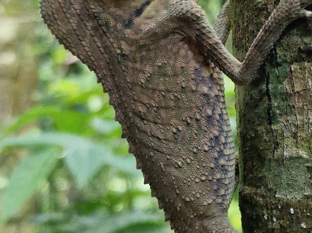 Sinharaja Rainforest Tour-Deniyaya必去景点