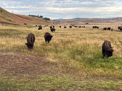 Buffalo Safari Jeep Tour-卡斯特必去景点