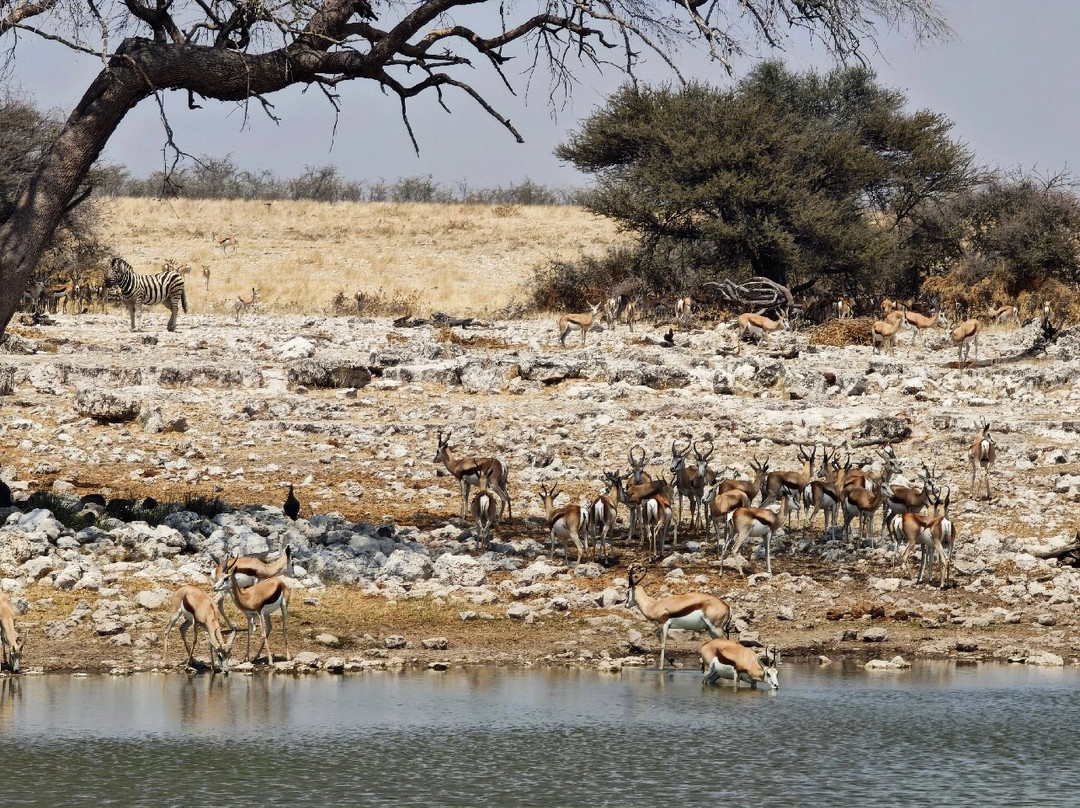 Okaukuejo waterhole-纳米比亚埃托沙国家公园必去景点