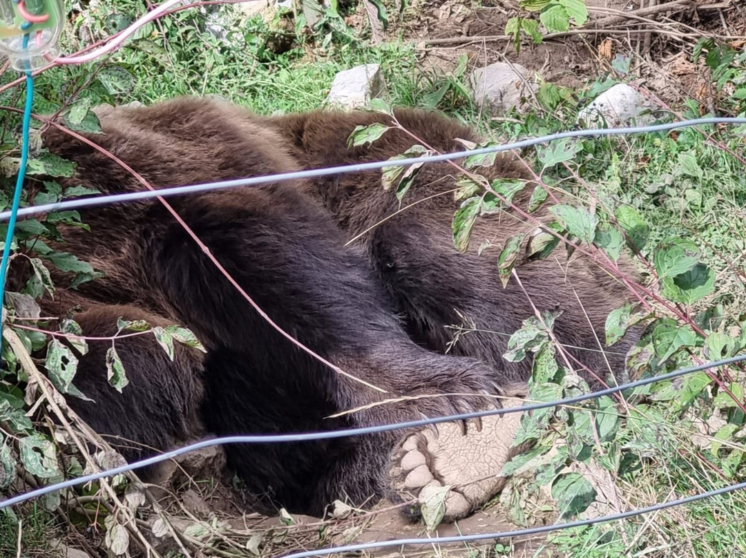Bear Sanctuary-Kuterevo必去景点