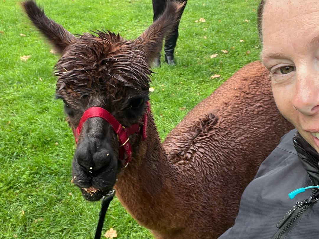 The Alpaca Centre at JandJ Alpacas-特伦特河畔纽瓦克必去景点