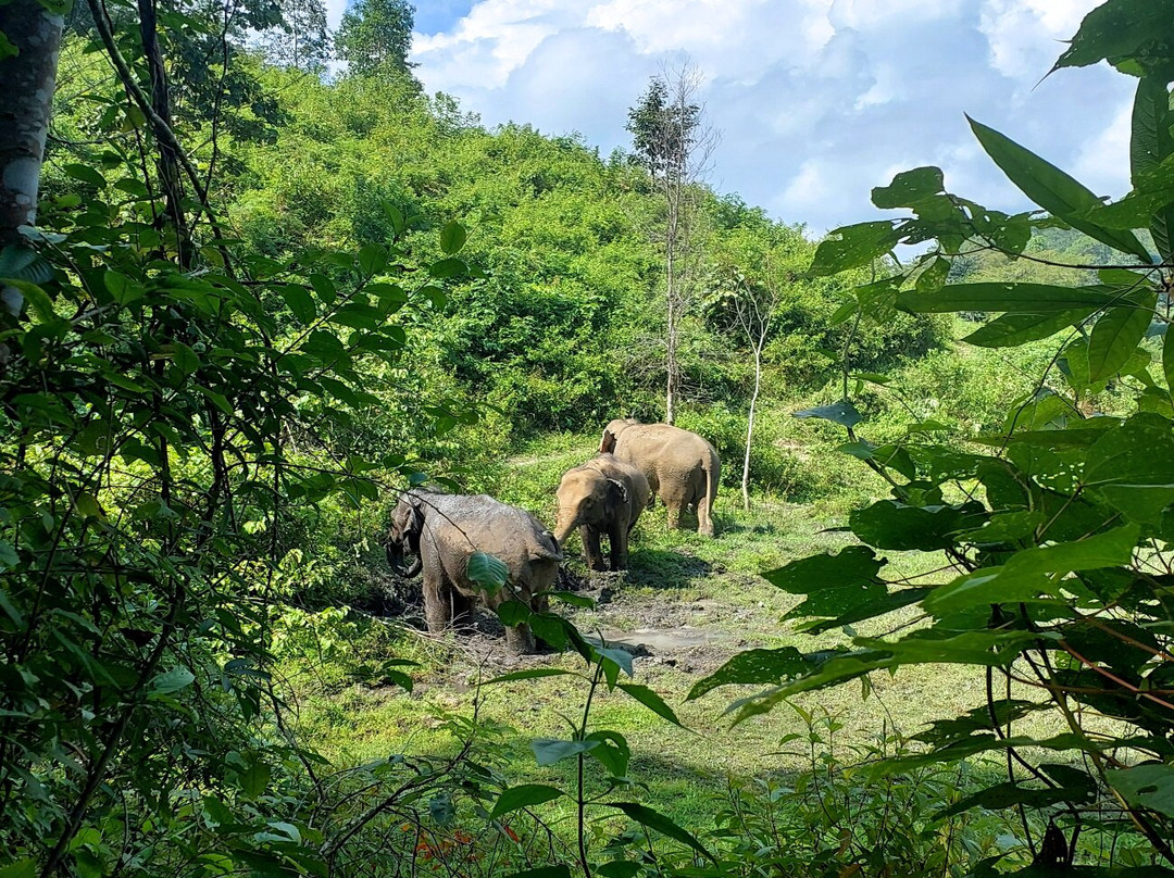 Blue Daily Elephant Care Sanctuary-清迈必去景点
