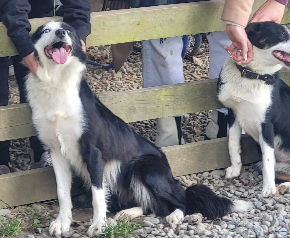 Irish Working Sheepdogs-基尔代尔郡必去景点