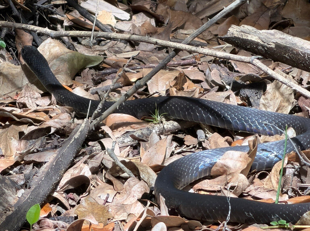 Myakkahatchee Creek Environmental Park-North Port必去景点