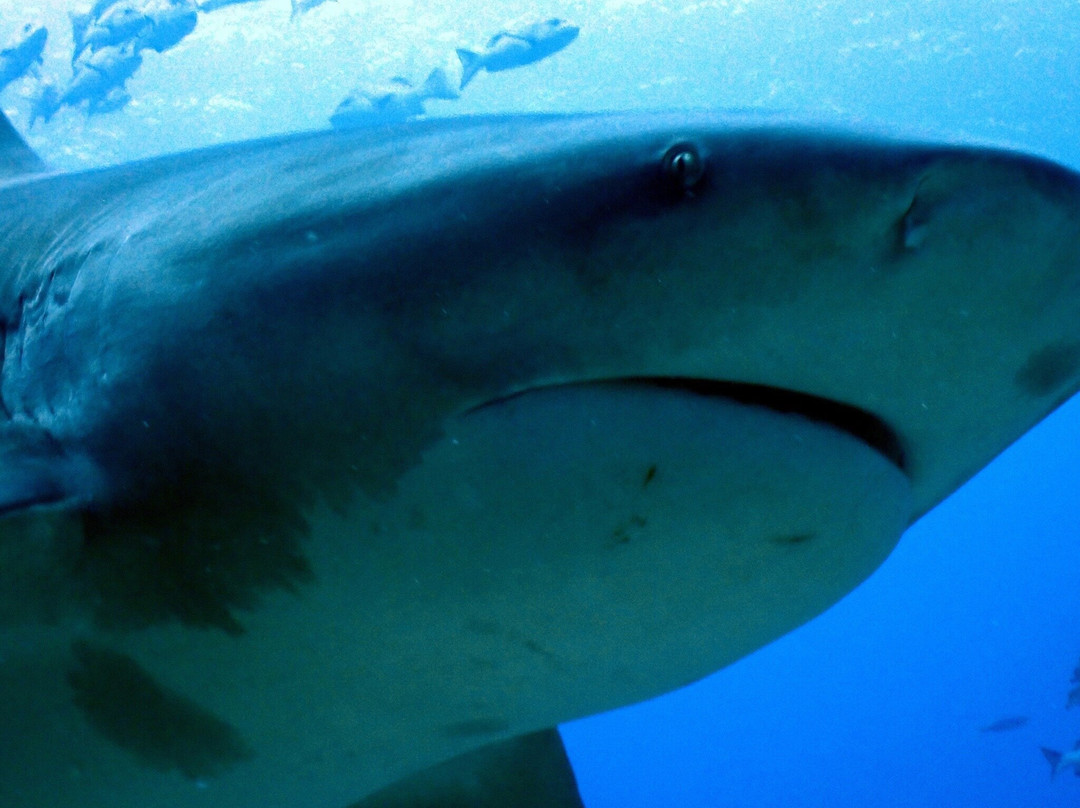 Coral Coast Divers-太平洋港必去景点