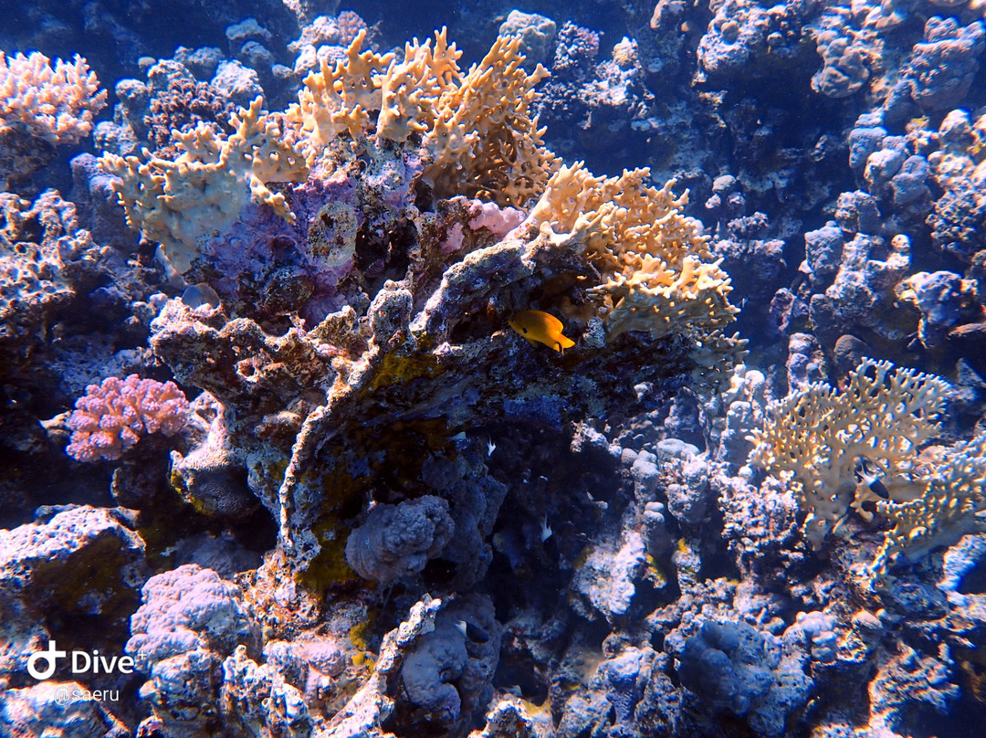 Aquarius Diving Club-马卡迪湾必去景点